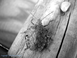 bwbug.jpg