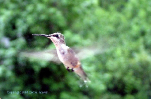 hummingbird2.jpg