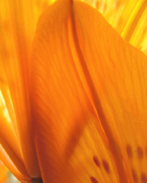 orangelily4.jpg