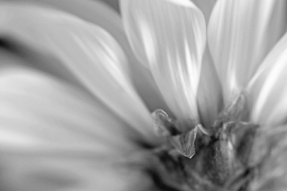 smallbwdaisy1.jpg