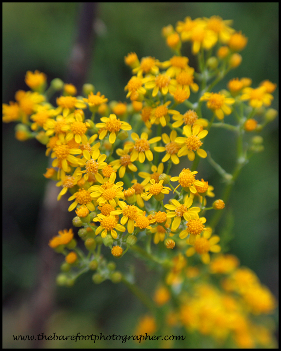 Yellow.jpg
