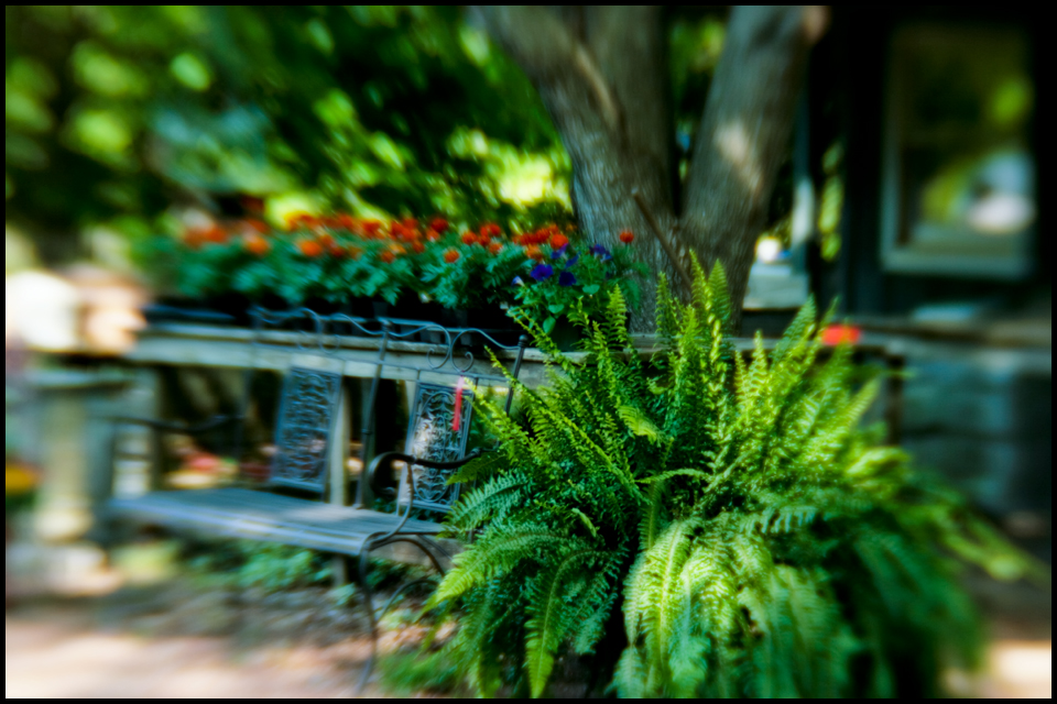ferns.jpg
