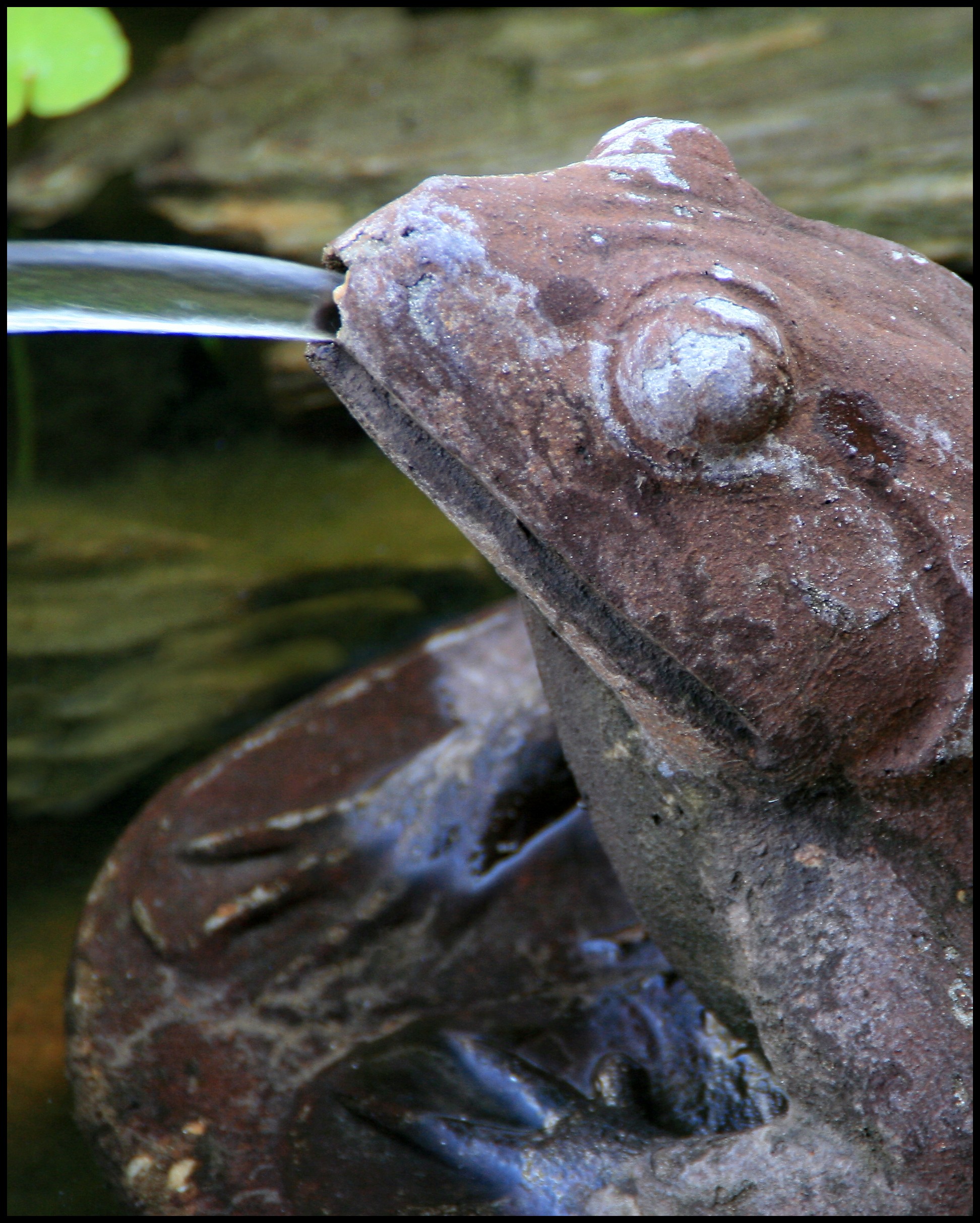 frog.jpg