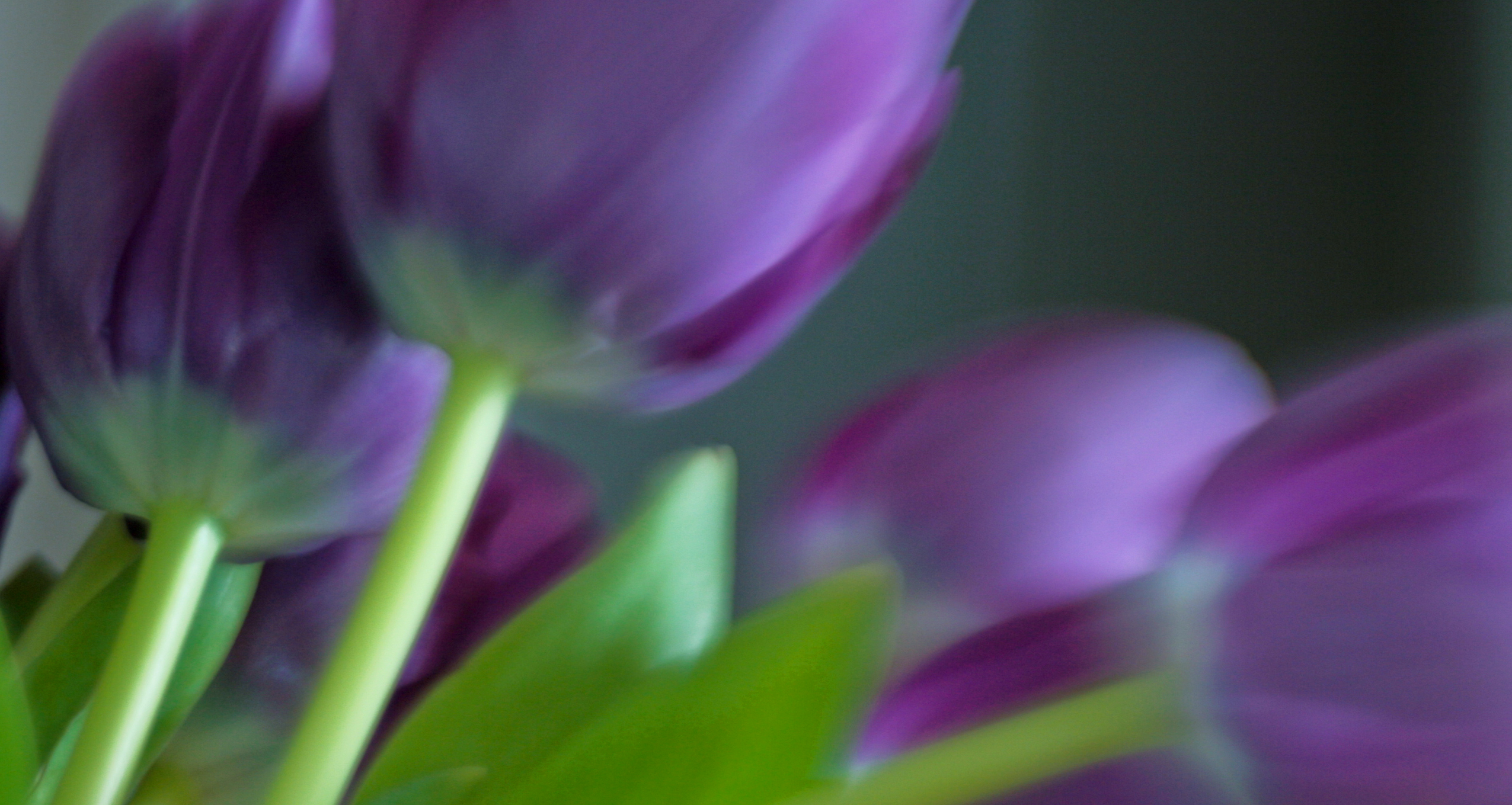 purpletulips.jpg